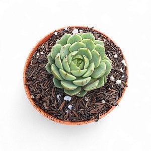 Suculenta Echeveria Ben Badis pote 9 cm