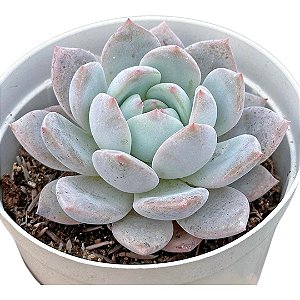 Suculenta Echeveria Monroe pote 9
