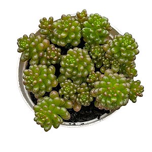 Sedum Rubrotinctum Red berry pt 9cm