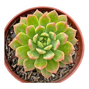 Sedeveria Markus pt 9 cm