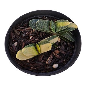 Gastera Gracillis Variegata pt 9