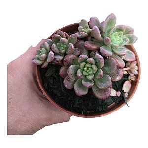 Graptoveria Chanel pt 9