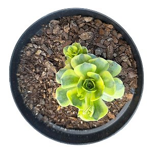 Planta Suculenta Orostachys Variegata pt 9