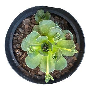 Planta Suculenta Orostachys Malacophylla pt 9