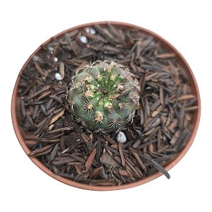 Cacto Frailea Schilinzkyana (pequeno)pt 9
