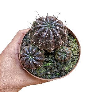 Cacto Notocacctus Arechavaletae