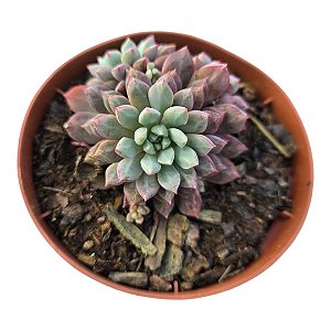 Planta Suculenta Echeveria Subcorymbosa