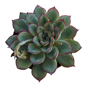 Planta Suculenta Echeveria Polidonis