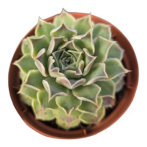 Planta Suculenta Echeveria Halbigeri
