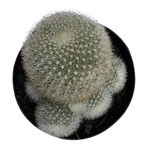 Cacto Rebutia Muscula /Aylostera Muscula (colonia)vaso 9cm
