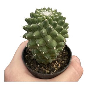 Planta Cacto Mammillaria Toluca pt 9