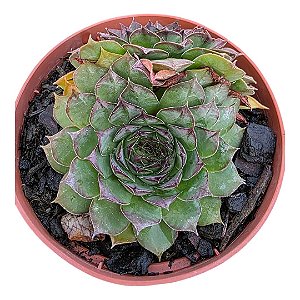 Suculenta Sempervivum Calcareum