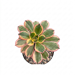 Suculenta Aeonium Sumburst pote 9