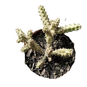 Edithcolea grandis v. somalia pt 11cm