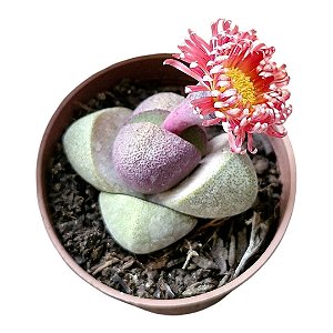 Pleiospilos nelii cv. Royal Flush (vaso7) rara