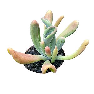 Planta Suculenta Kalanchoe Oricula pt 11