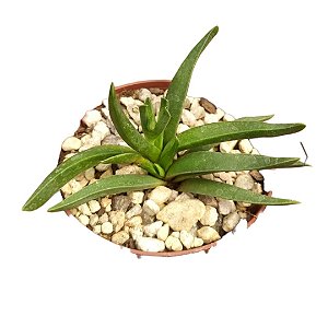Glottiphyttum Muirii pt 9