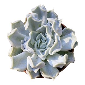 Echeveria Thriller Pearl (pequena)