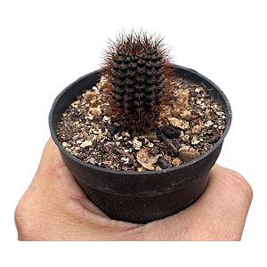 Frailea Angelensis 07