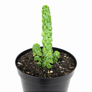 Peperomia Columella - pote 9