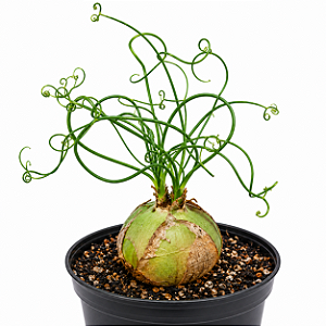 Bowiea Volubilis -Cebola Ornamental -Cebola Trepadeira