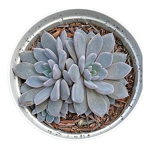 Echeveria Lulu pt 9 cm