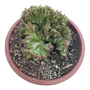 Cacto Euphorbia Cristata pote 18 (grande)