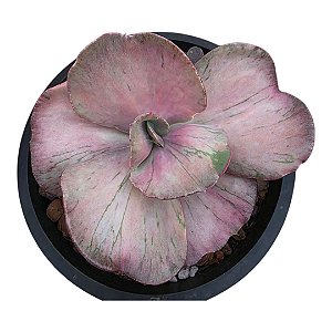 Suculenta Echeveria Only One cuia 15
