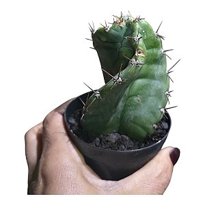 Cacto Cereus peruvianus tortuosus (cacto-espiral)