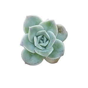 Suculenta Echeveria Lovely Rose - Reversa