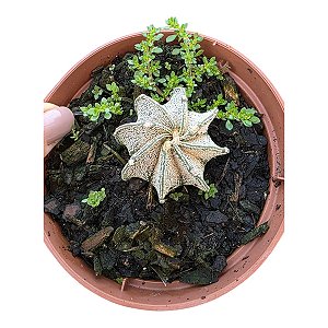 CACTO ASTROPHYTUM CAPRICORNE V. MAJOR