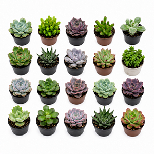 kit com 20 suculentas para Lembrancinhas/Terrarios /Cultivar
