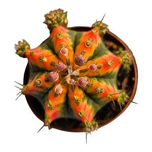 Cacto Gymnocalycium Multicolor (importado Tailândia)