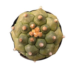 Cacto Astrophytum asterias cv. 'Kikko (importado)