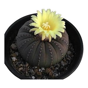 Fraleia Castanea (pequena)