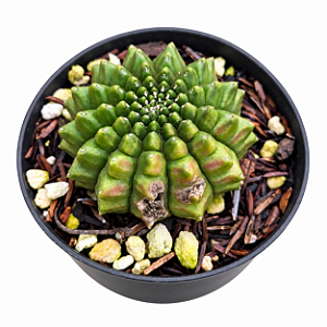 Cacto Gymnocalicium Inermis pote 9 "Coleção "