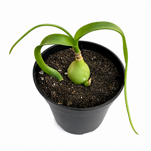 Albuca Bracteata Cebola Grávida – Exótica Pote 9 cm