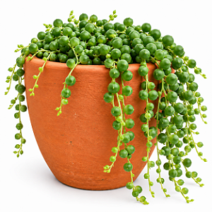 Vaso de Barro Terracota com Furo de Drenagem 15 cm