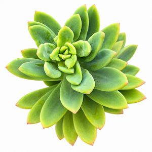 Suculenta Echeveria Golden Glow