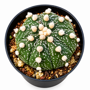 Cacto Astrophytum Asterias– Colecionável