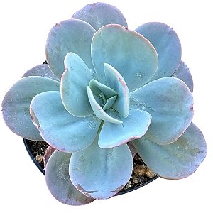 Planta Suculenta Echeveria Gila
