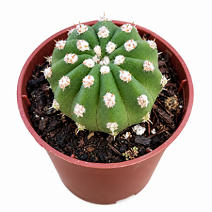 Cacto Echinopsis Subdenudata /Domino  – Pote 6 (pequeno)