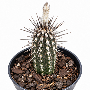 Cacto Echinopsis Mirabilis Pote 9