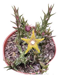 Suculenta Orbea Dummeri(sem Flor)