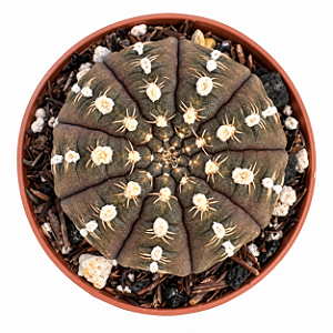 Cacto Gymnocalycium ragonesei  Raro e Colecionavel