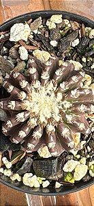 Cacto Discocactus horstii – Raro e Colecionável