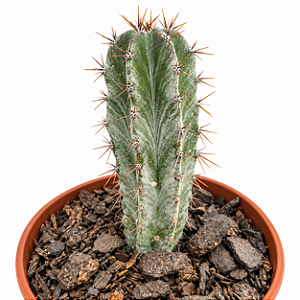 Cacto Polaskia Chichipe Cacto Mexicano colecionável