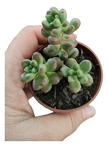 Suculenta Cremnosedum ‘Crocodile’ – Pote 6