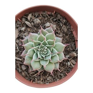Suculenta Graptoveria ‘Sweet Flame’ – Pote 9 – Colecionável