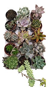 Planta Suculenta Kit Com 15 Unidades Sortidas Pote 6
